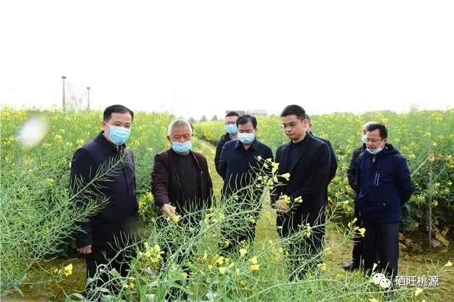 縣人大常委會主任江志暉帶隊調研富硒油茶、油菜高產技術